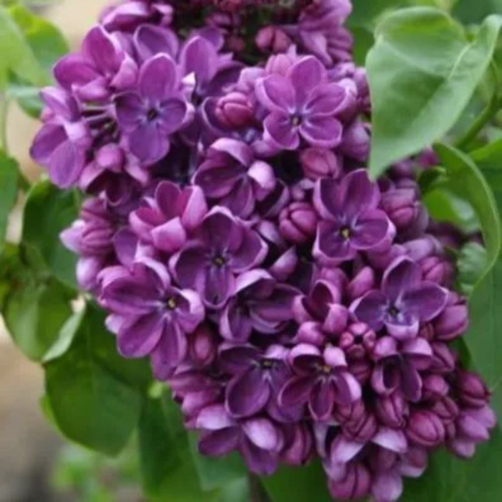 25 Purple Lilac Tree Fragrant Hardy Flower Flowers Perennial Seeds | www.seedsplantworld.com