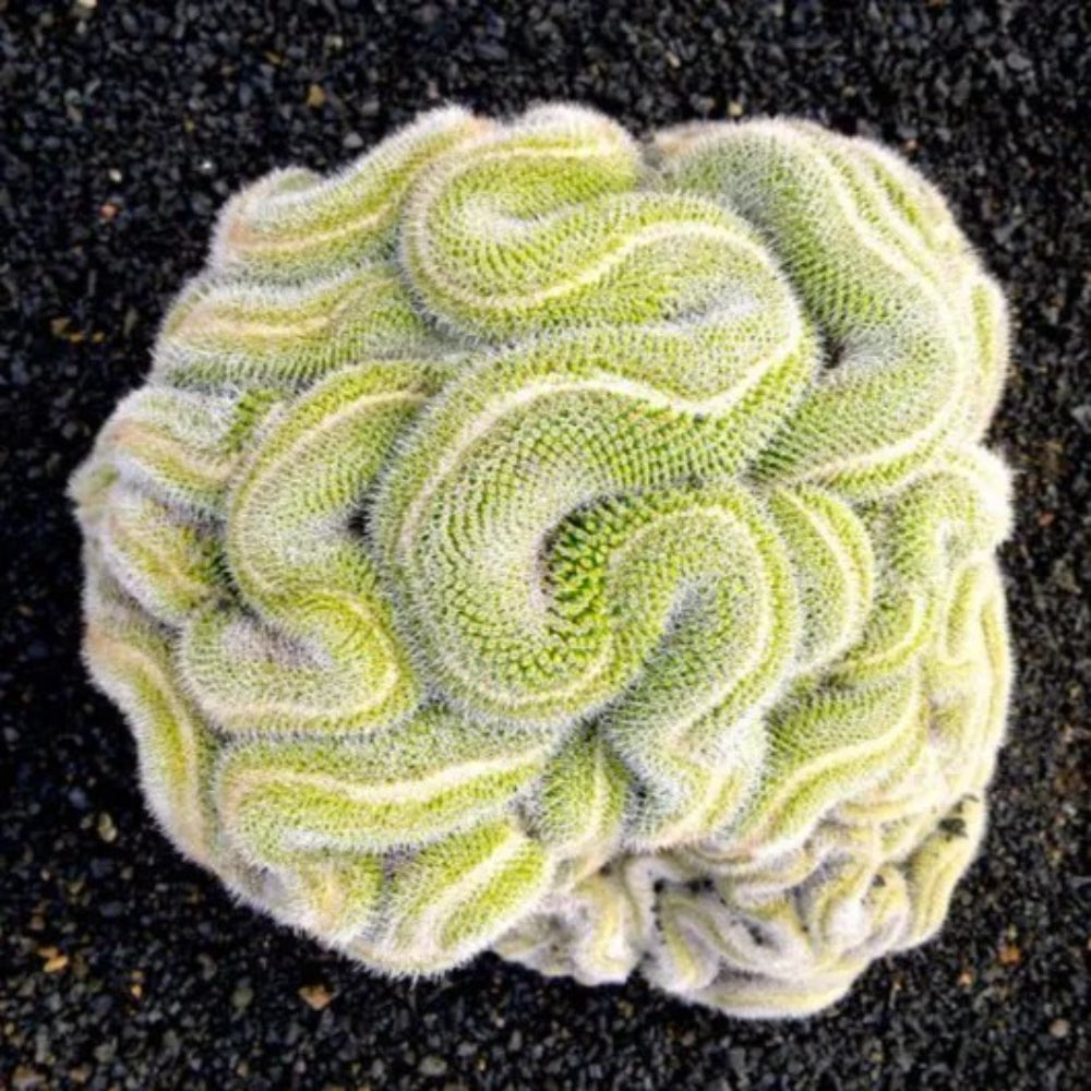 10 Green Brain Cactus Heat Rare Succulents Flower Desert Seeds | www.seedsplantworld.com