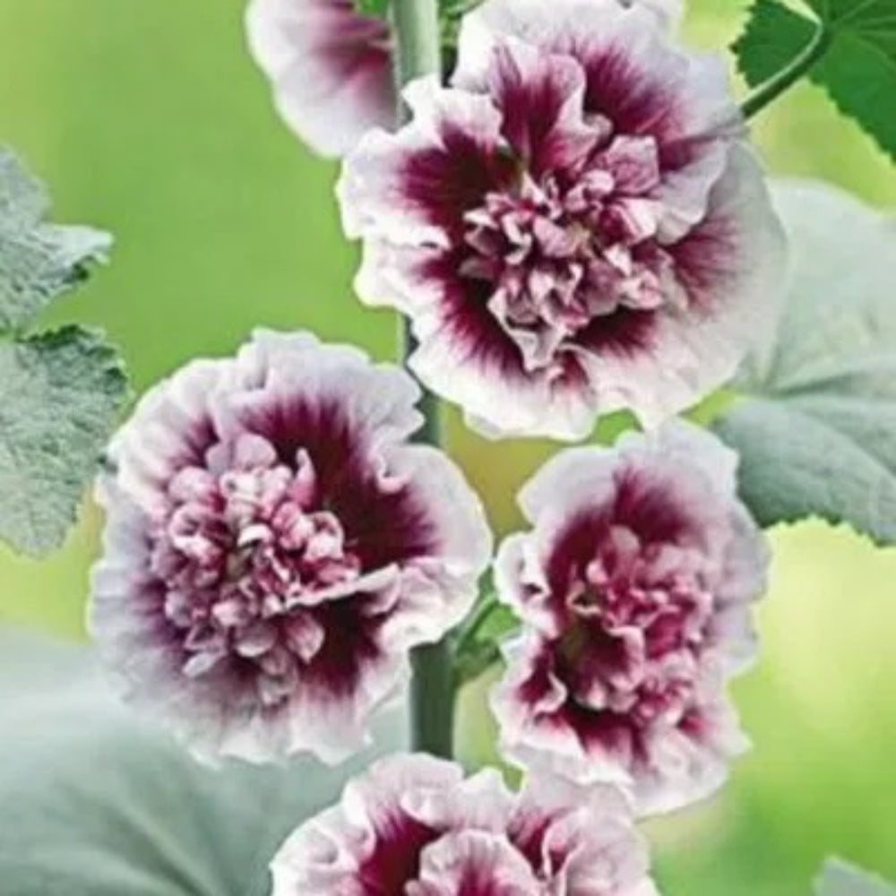 50 Double Purple Hollyhock Flower Flowers Perennial Seeds | www.seedsplantworld.com