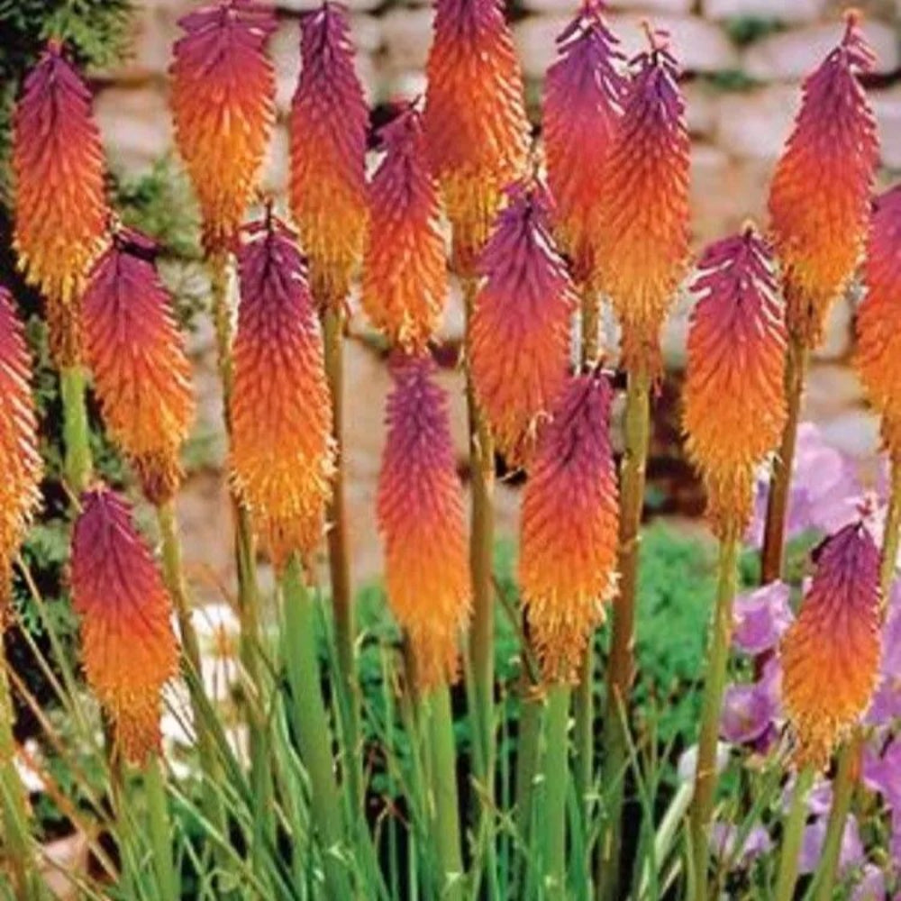 where to get torch flower seeds 25 Orange Purple Hot Poker Torch Lily Flower Perennial Seeds