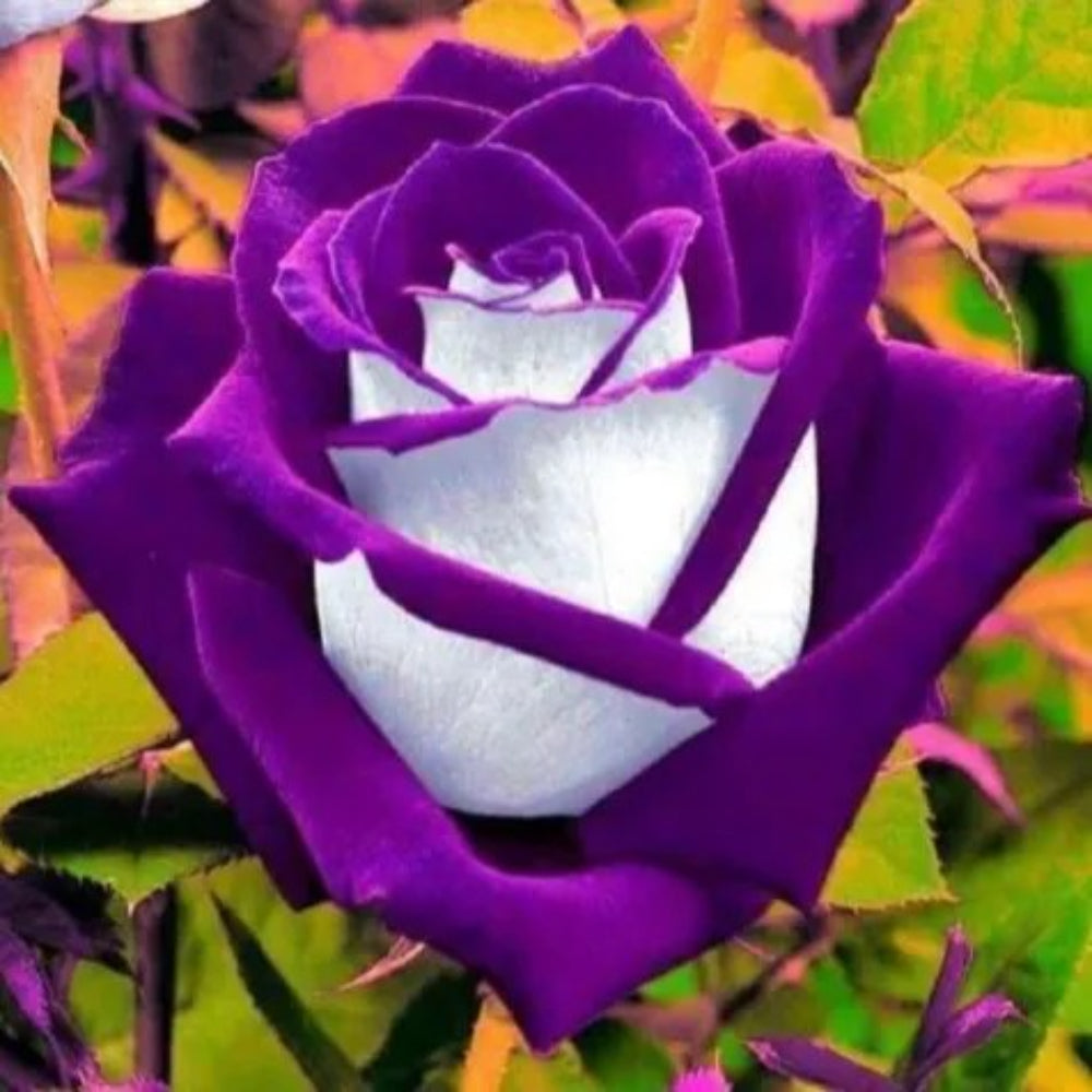 10 White Purple Rose Flower Bush Shrub Flowers Perennial Seeds | www.seedsplantworld.com