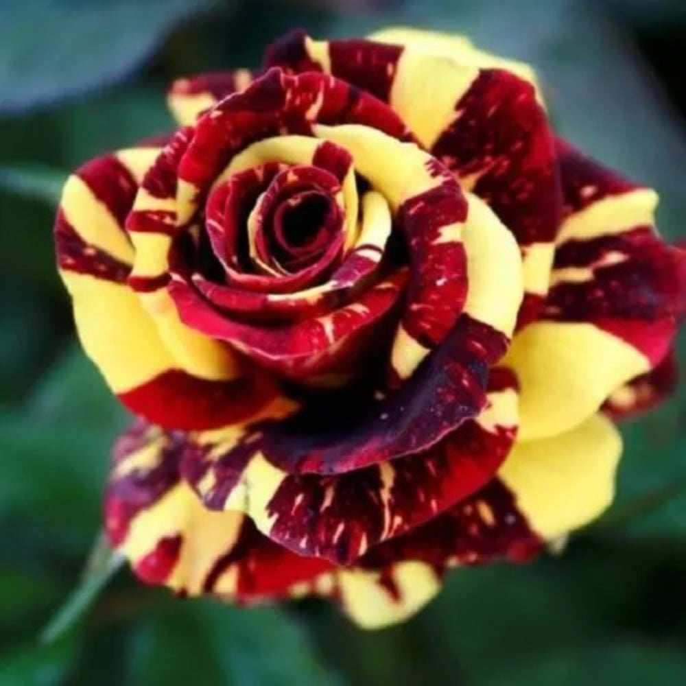 10 Red Yellow Rose Flower Bush Flowers Shrub Perennial Seeds | www.seedsplantworld.com