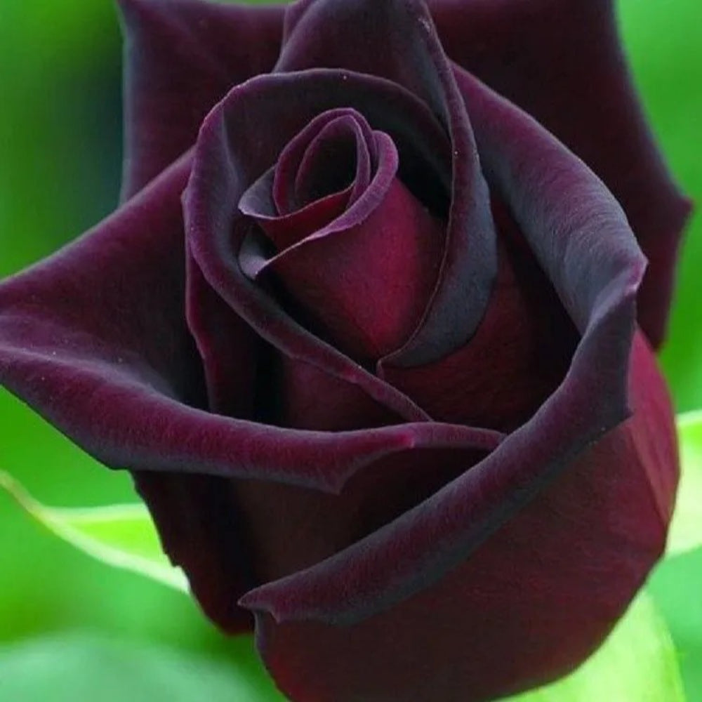 10 Dark Purple Rose Flower Bush Shrub Garden Exotic Perennial Seeds | www.seedsplantworld.com