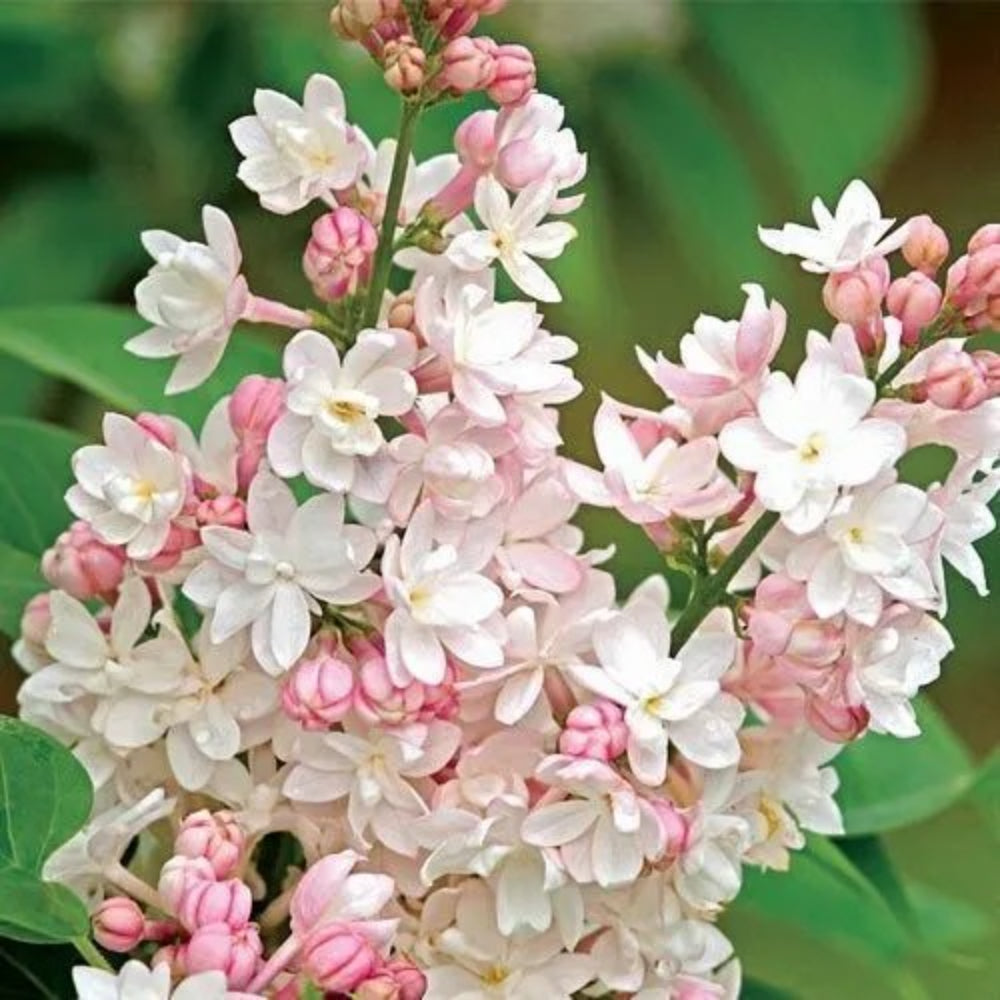 25 Light Pink Lilac Tree Fragrant Hardy Flower Perennial Seeds | www.seedsplantworld.com