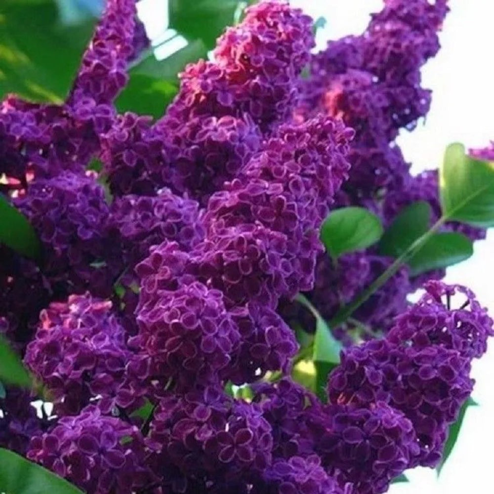 25 Dark Purple Lilac Tree Fragrant Flowers Flower Perennial Seeds | www.seedsplantworld.com