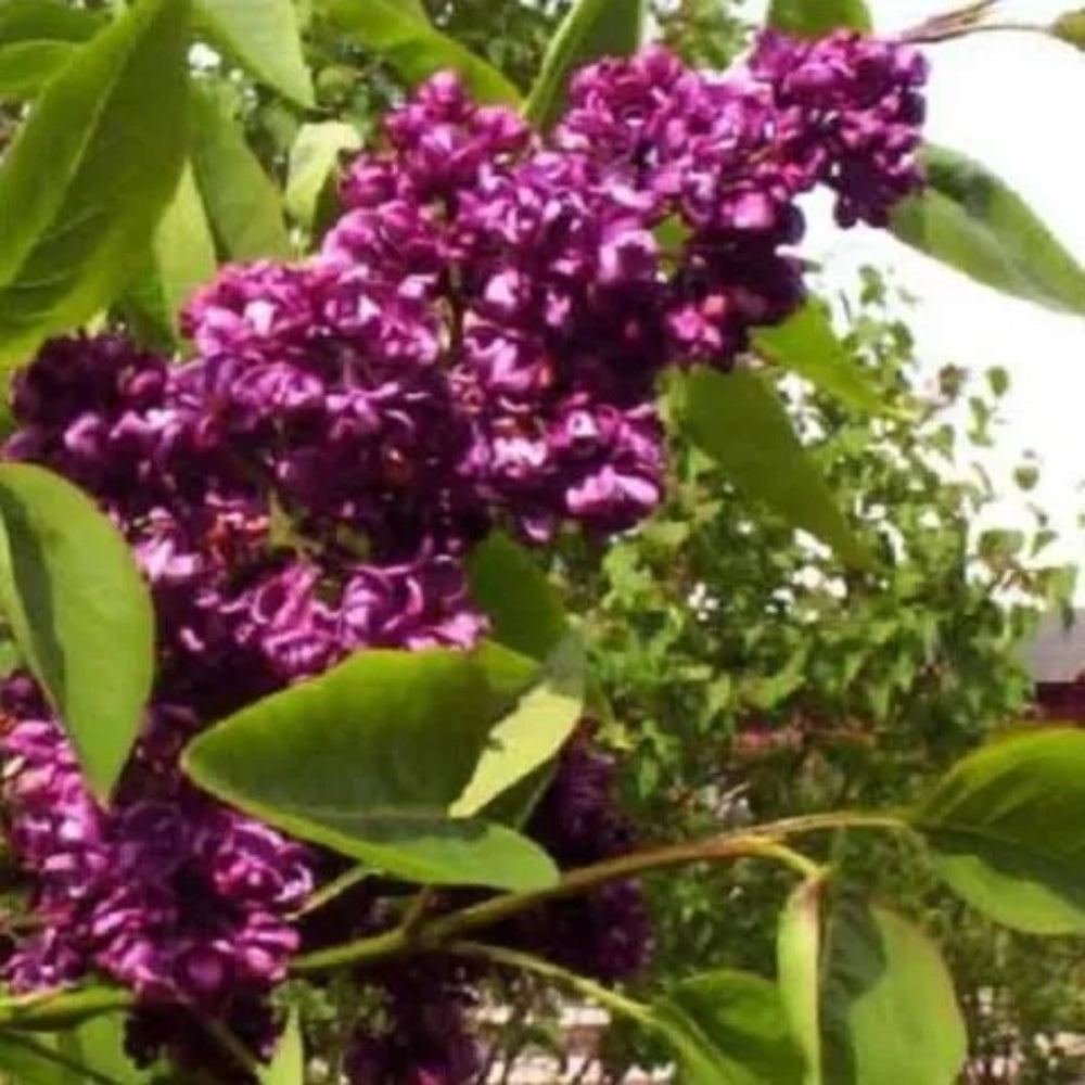 25 Dark Purple Lilac Tree Fragrant Hardy Flower Shrub Perennial Seeds | www.seedsplantworld.com