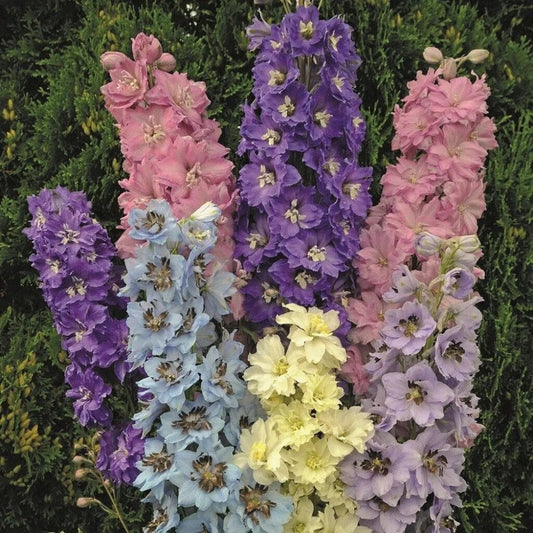 50 Millennium Star Delphinium Garden Flower Flowers Perennial Seeds | www.seedsplantworld.com