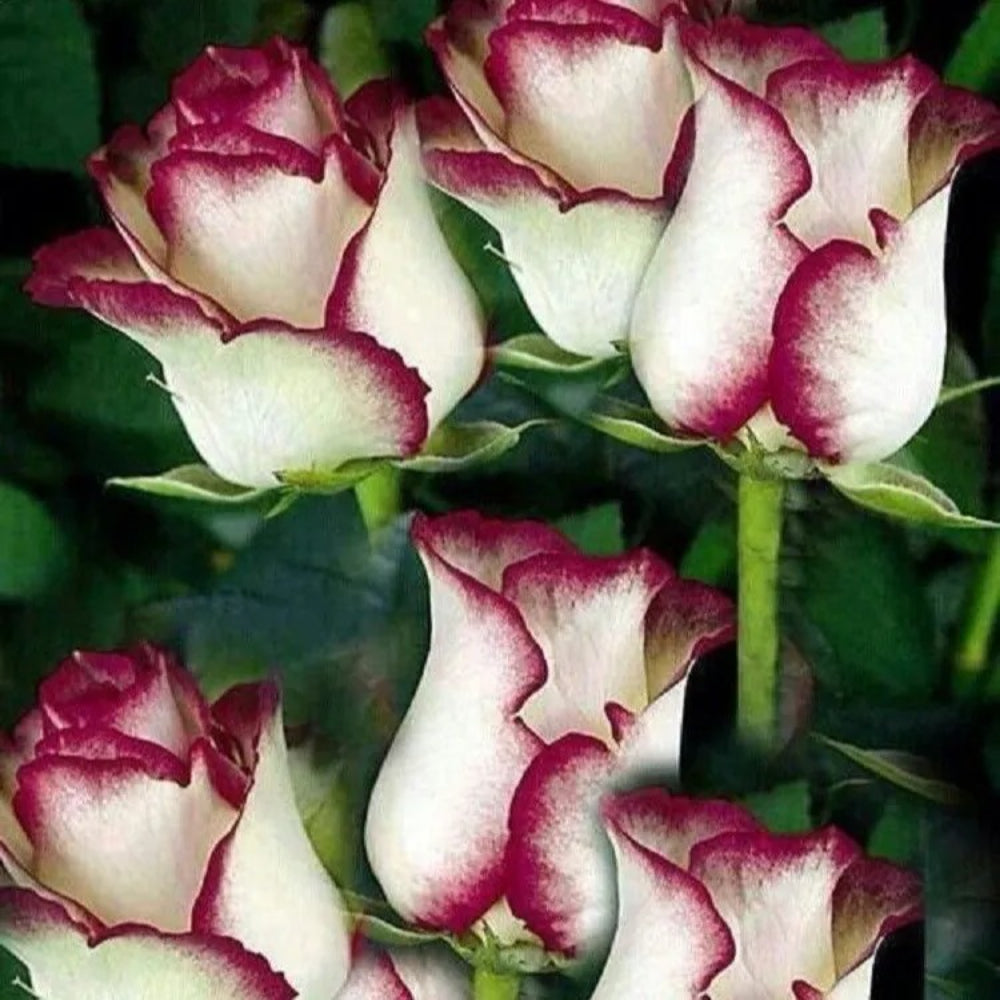 10 White Pink Rose Flower Bush Flowers Bloom Perennial Seeds | www.seedsplantworld.com