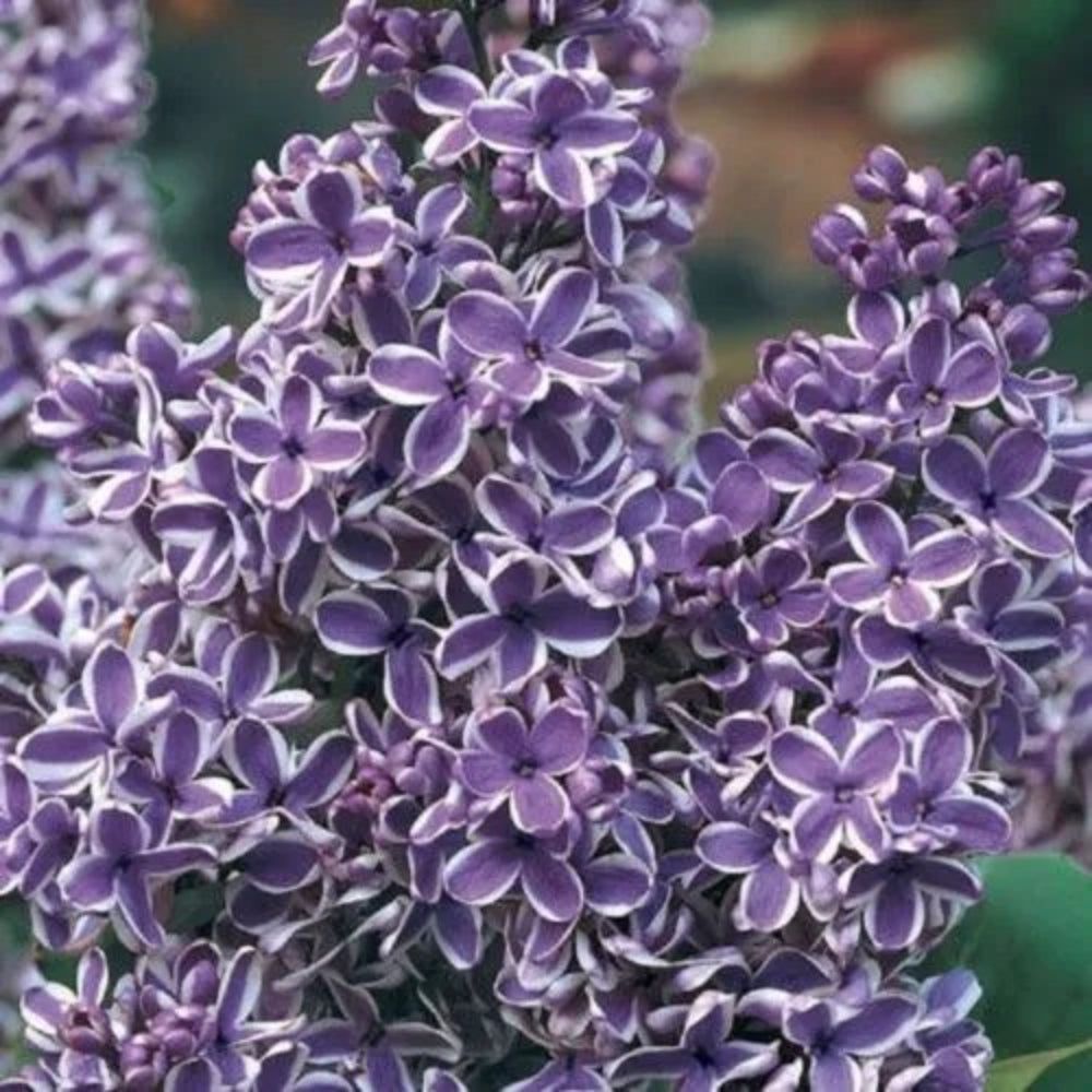 25 Purple White Lilac Tree Fragrant Hardy Flower Perennial Seeds | www.seedsplantworld.com