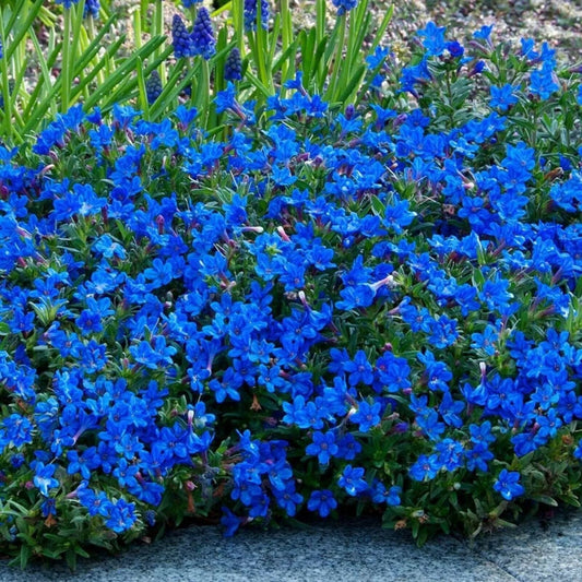 25 Bright Blue Alyssum Carpet Flower Sweet Flowers Seeds | www.seedsplantworld.com