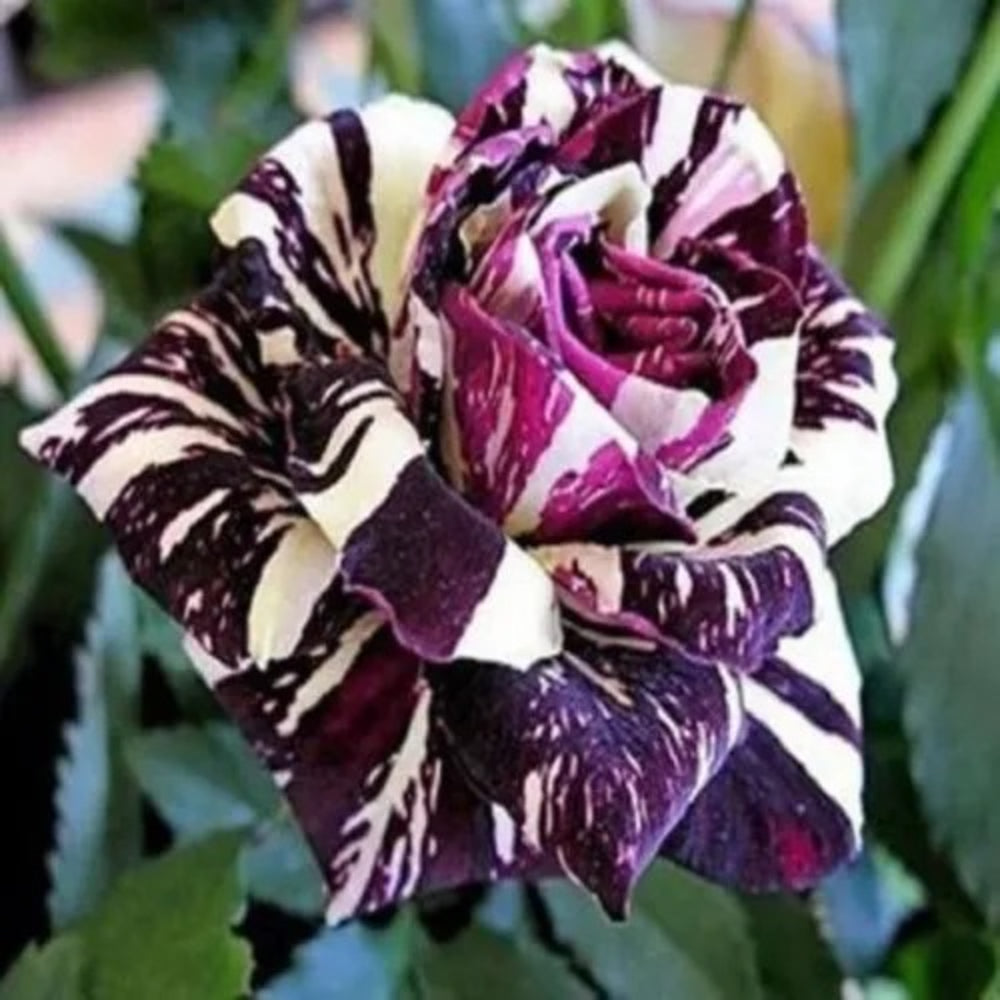 10 Purple White Rose Flower Bush Shrub Flowers Perennial Seeds | www.seedsplantworld.com