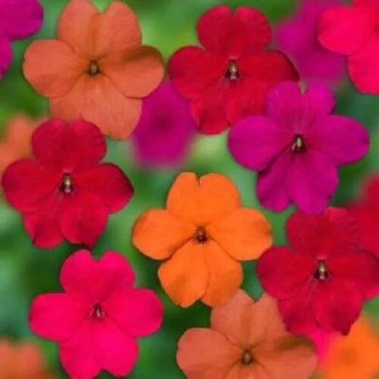 50 Tango Mix Impatients Flower Flowers Bloom Annual Seeds | www.seedsplantworld.com