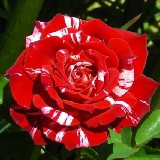 10 Bright Red White Rose Flower Bush Bloom Shrub Flowering Perennial Seeds | www.seedsplantworld.com