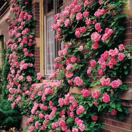 10 Climbing Pink Rose Flower Bush Bloom Shrub Flowers Perennial Seeds | www.seedsplantworld.com