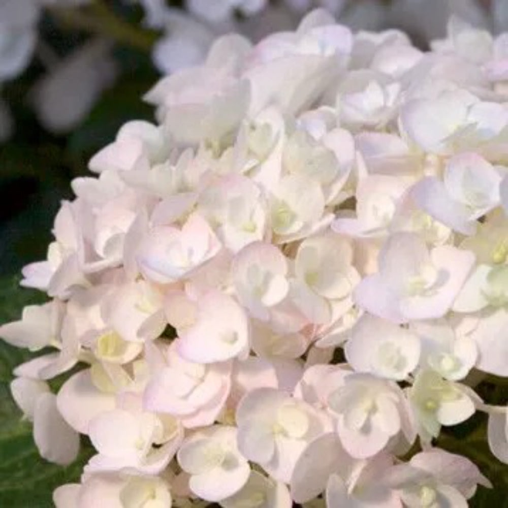 5 Blushing Bride Hydrangea Hardy Flowers Flower Perennial Seeds | www.seedsplantworld.com