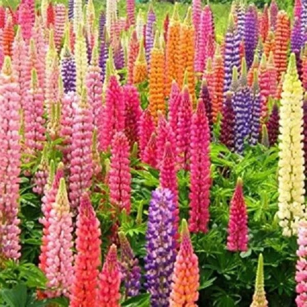 25 Rainbow Mix Lupine Flower Bloom Flowers Perennial Seeds | www.seedsplantworld.com