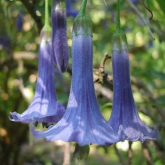 10 Blue Angel Trumpet Tropical Flowers Flower Fragrant Small Shrub Seeds | www.seedsplantworld.com