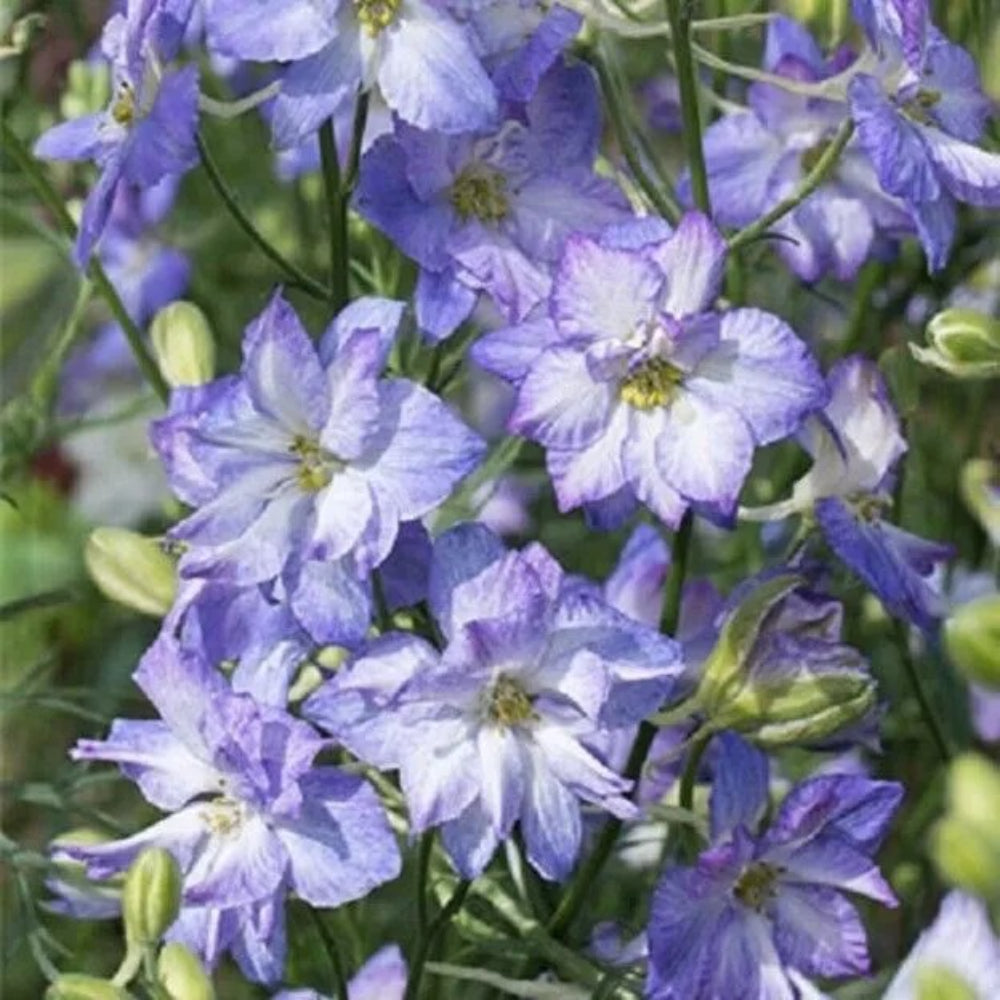 50 Frosted Skies Delphinium Garden Flower Flowers Perennial Seeds | www.seedsplantworld.com