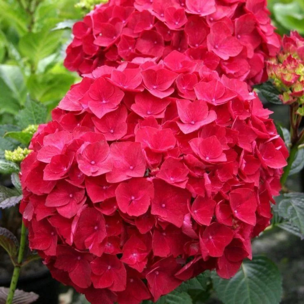 5 Red Hydrangea Hardy Garden Shrub Bloom Flower Flowers Perennial Seeds | www.seedsplantworld.com