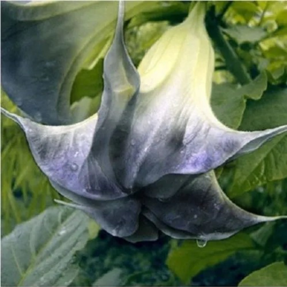 10 Black Angel Trumpet Brugmansia Datura Flower Fragrant Seeds | www.seedsplantworld.com