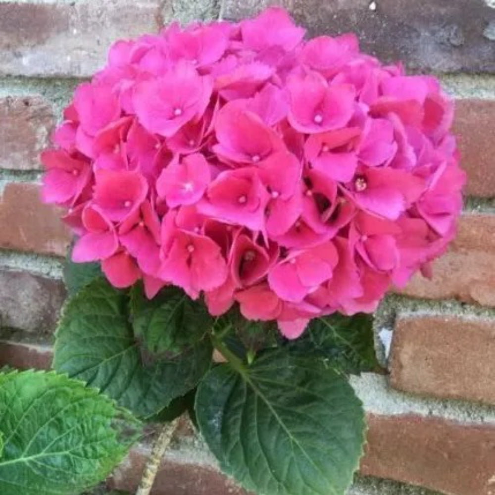 5 Pink Hydrangea Garden Shrub Flowers Flowers Perennial Seeds | www.seedsplantworld.com