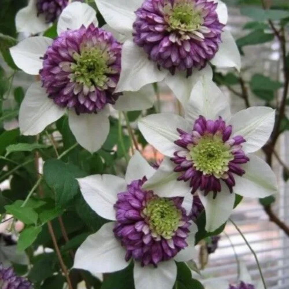 25 White Purple Clematis Large Bloom Climbing Garden Flower Perennial Seeds | www.seedsplantworld.com