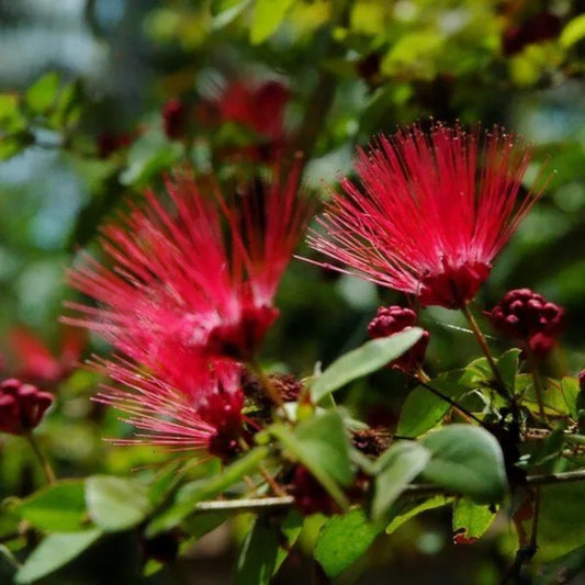 10 Red Mimosa Tree Silk Albizia Julibrissin Persian Perennial Seeds | www.seedsplantworld.com