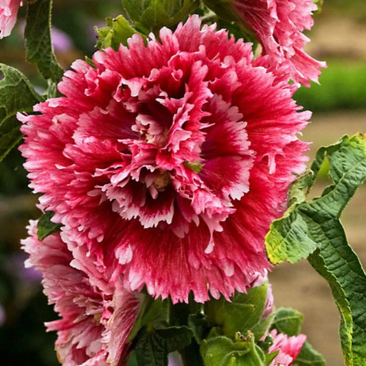 25 Double Red Pink Hollyhock Giant Flower Flowers Bloom Perennial Seeds | www.seedsplantworld.com