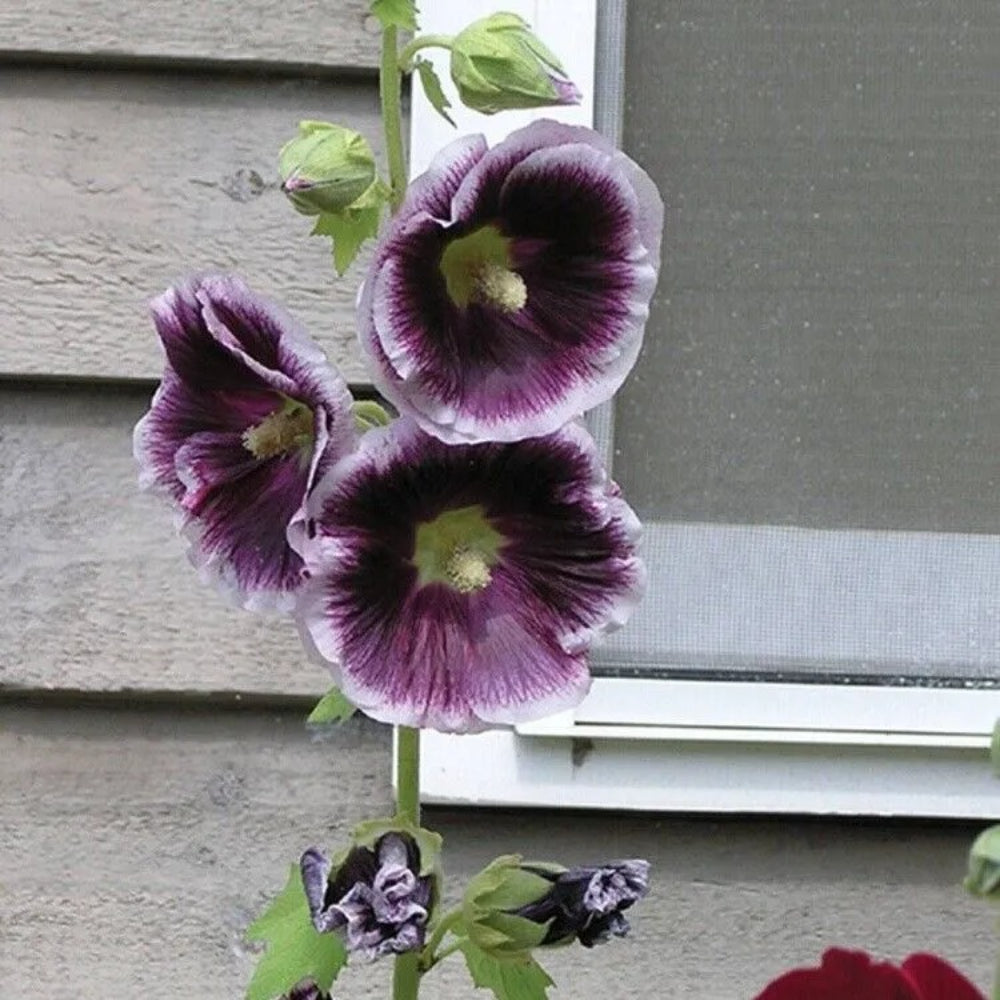 25 Purple White Hollyhock Giant Flower Garden Flowers Perennial Seeds | www.seedsplantworld.com