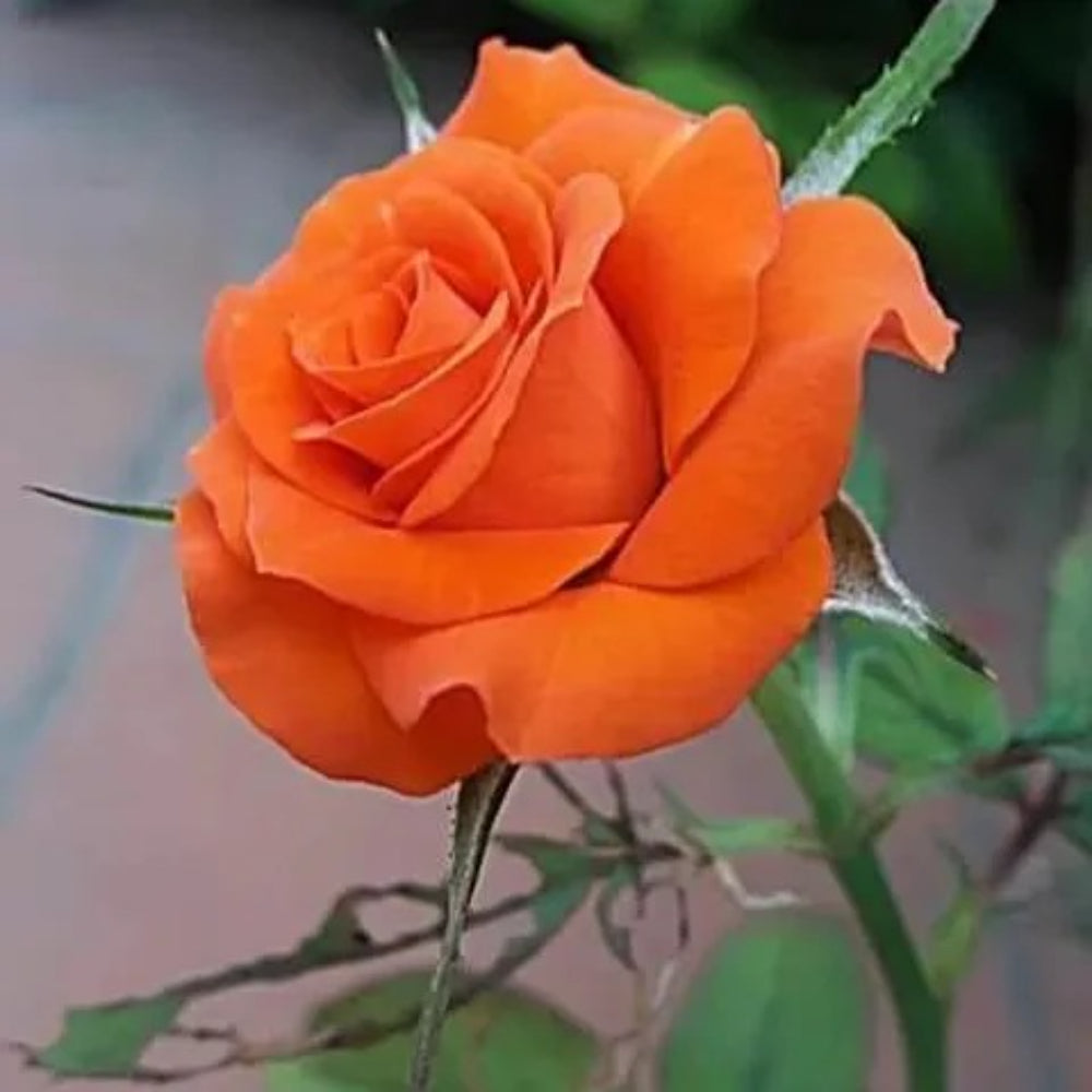 10 Orange Rose Flower Bush Bloom Shrub Flowering Blooms Perennial Seeds | www.seedsplantworld.com