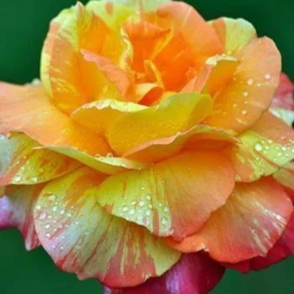 10 Orange Yellow Pink Rose Flower Bush Bloom Shrub Blooms Perennial Seeds | www.seedsplantworld.com