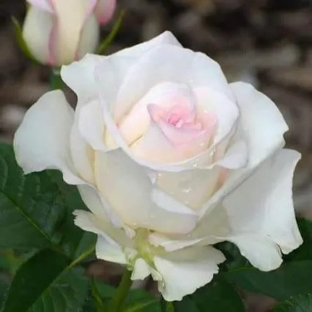 10 White Soft Pink Rose Flower Bush Bloom Shrub Flower Perennial Seeds | www.seedsplantworld.com