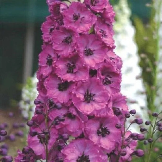 50 Giant Raspberry Delphinium Garden Flower Flowers Perennial Seeds | www.seedsplantworld.com