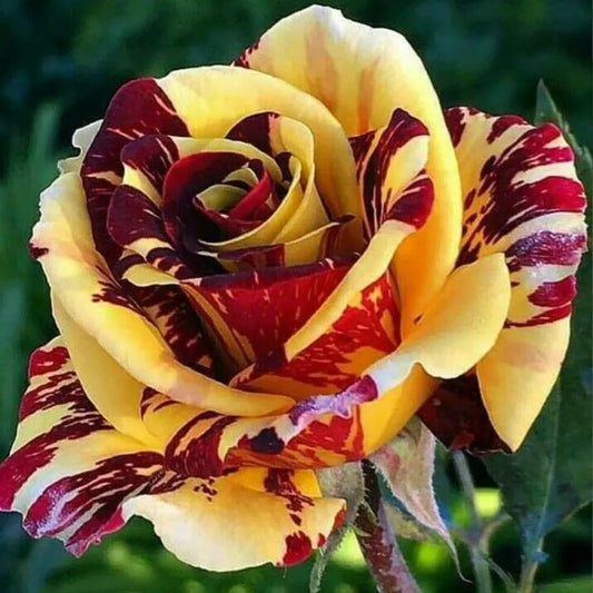 10 Yellow Red Rose Flower Bush Bloom Shrub Flowering Perennial Seeds | www.seedsplantworld.com