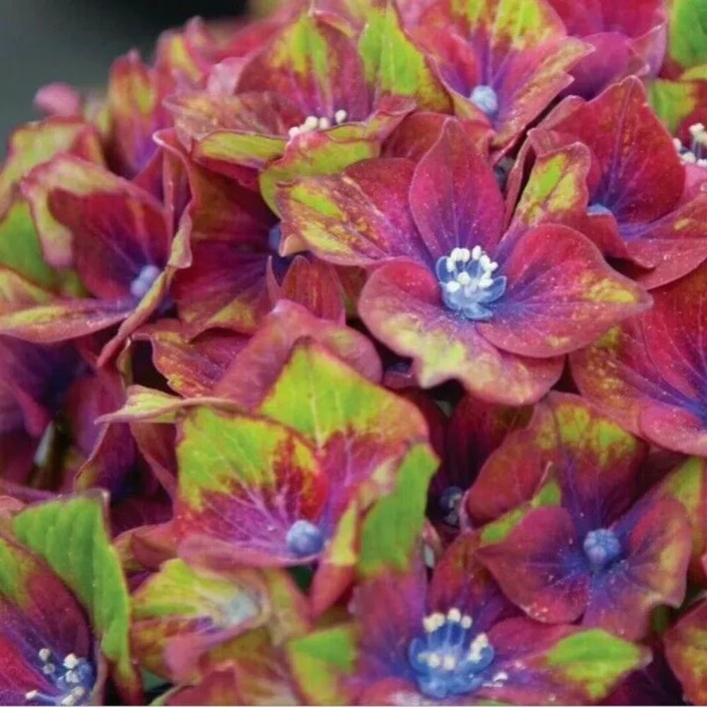 5 Pistachio Hydrangea Garden Hardy Shrub Bush Flower Perennial Seeds | www.seedsplantworld.com