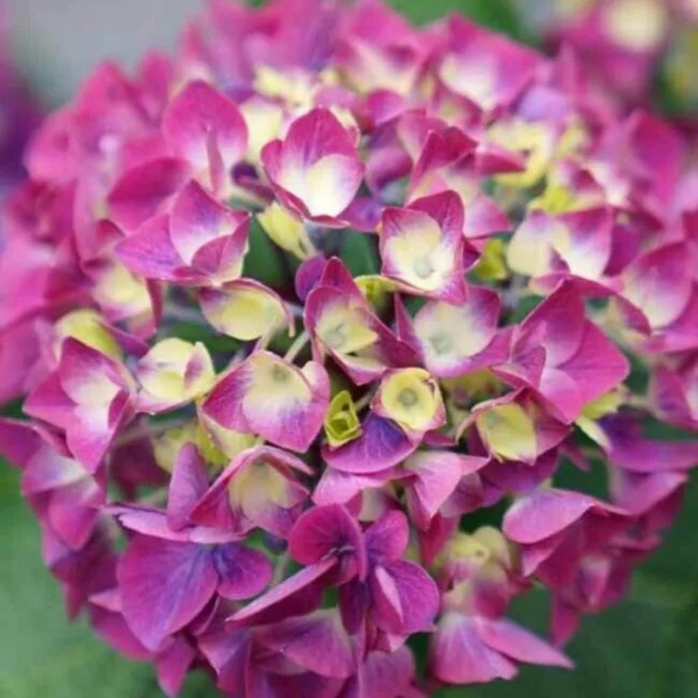 5 Wee Bit Diddy Hydrangea Garden Hardy Shrub Flower Perennial Seeds | www.seedsplantworld.com