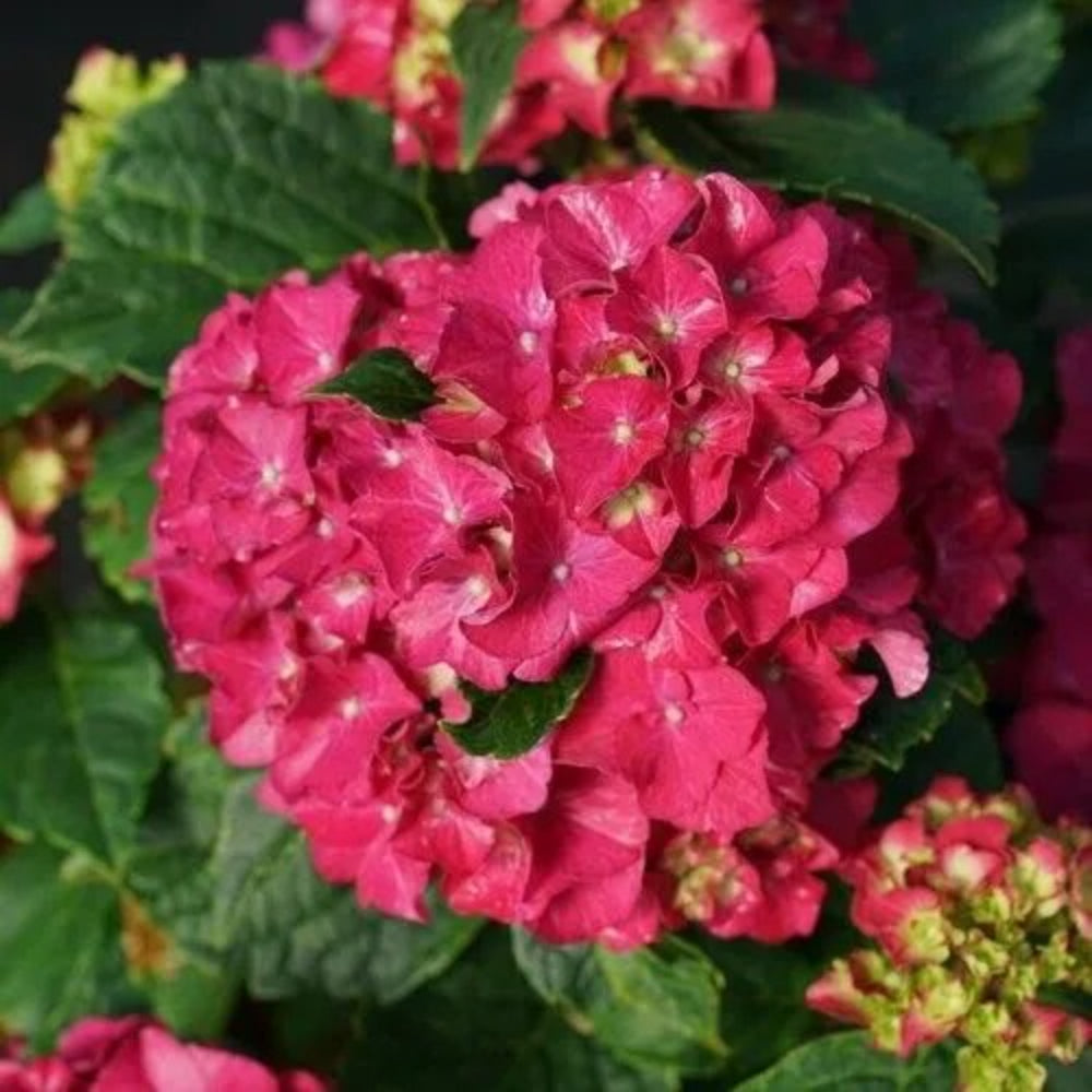 5 Wee Bit Grumpy Hydrangea Garden Shrub Flower Bush Perennial Seeds | www.seedsplantworld.com