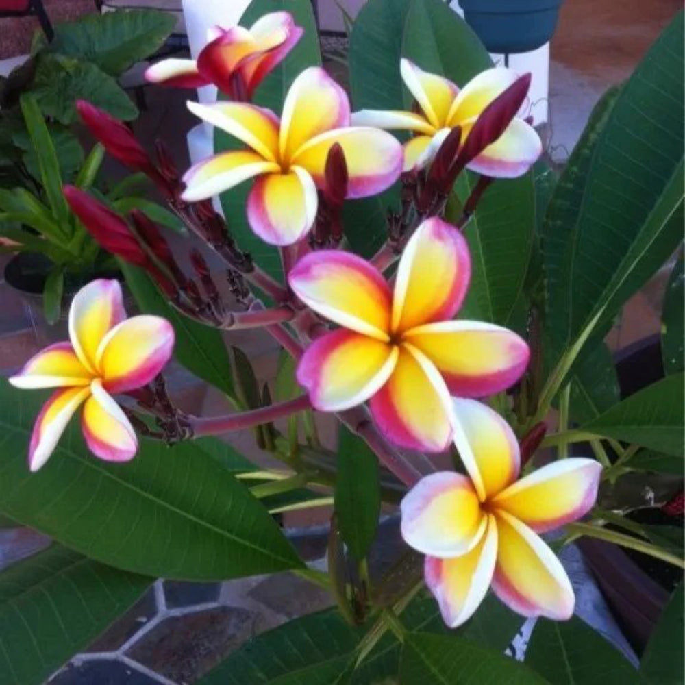 5 Yellow White Purple Plumeria Plants Flower Perennial Seeds | www.seedsplantworld.com