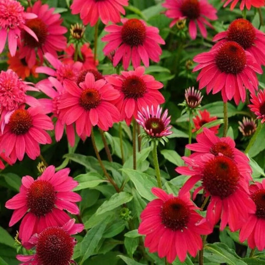 50 Baja Burgundy Coneflower Echinacea Flowers Perennial Seeds | www.seedsplantworld.com