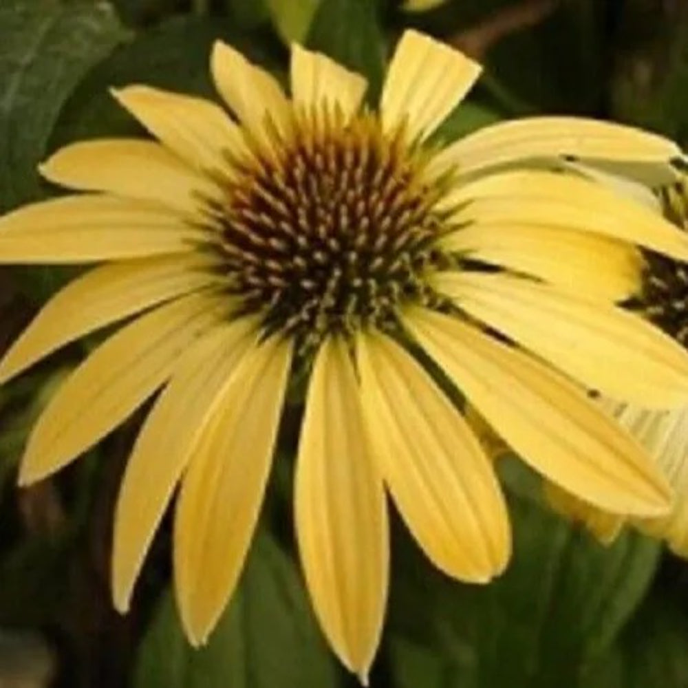 50 Yellow Coneflower Echinacea Flower Flowers Perennial Seeds | www.seedsplantworld.com