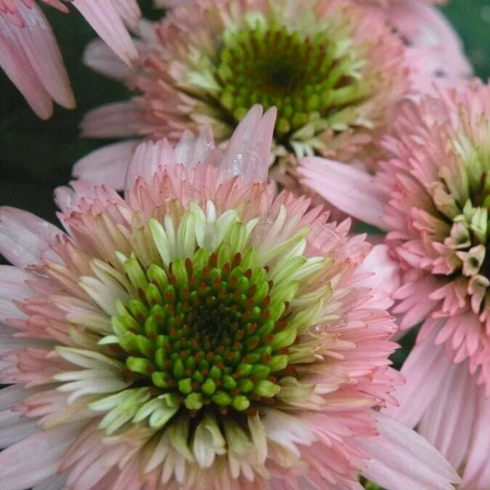 50 DBL Pink Green Coneflower Echinacea Flowers Perennial Seeds | www.seedsplantworld.com