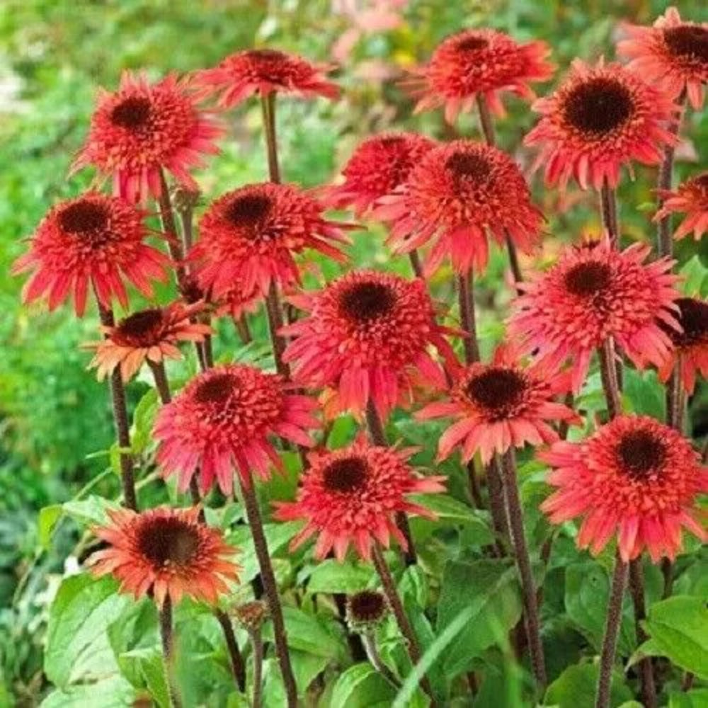 50 Raspberry Delight Coneflower Echinacea Flowers Perennial Seeds | www.seedsplantworld.com