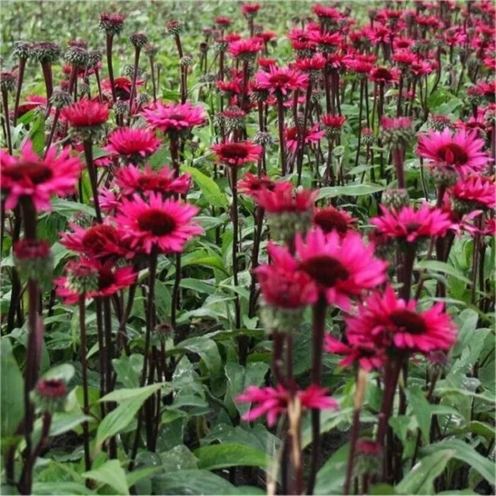 50 Fatal Attraction Coneflower Echinacea Flowers Perennial Seeds | www.seedsplantworld.com