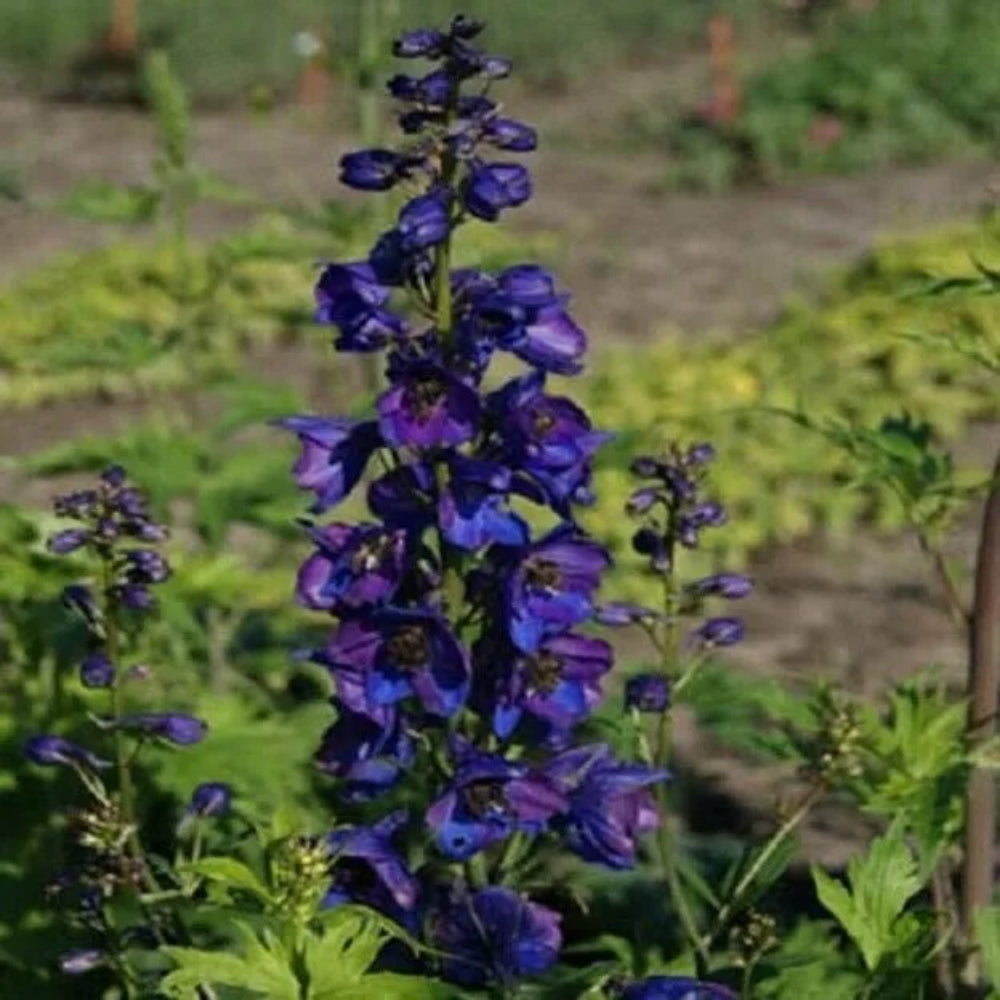 50 Giant Black Knight Delphinium Flower Flowers Perennial Seeds | www.seedsplantworld.com