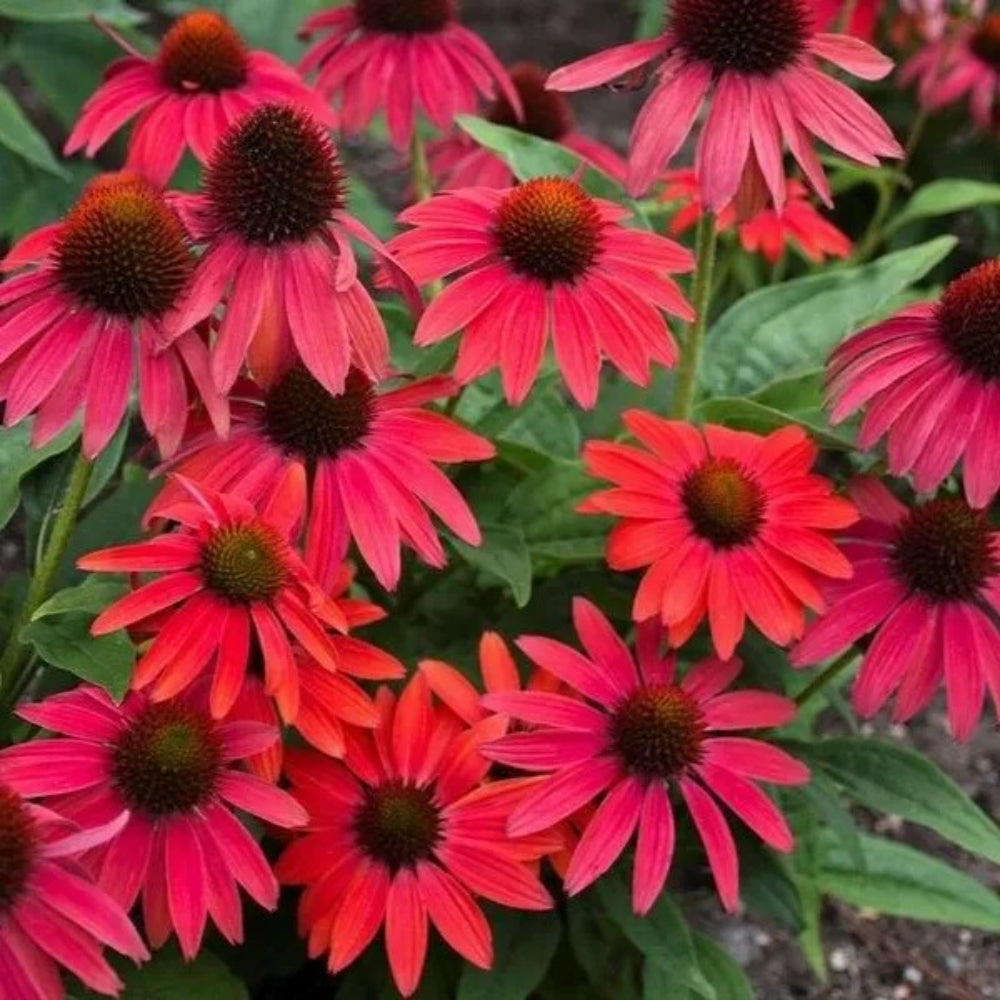 50 Fire Red Coneflower Echinacea Flowers Perennial Seeds | www.seedsplantworld.com