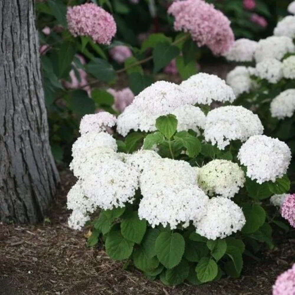 5 Wee White Hydrangea Garden Hardy Shrub Flower Bush Perennial Seeds | www.seedsplantworld.com