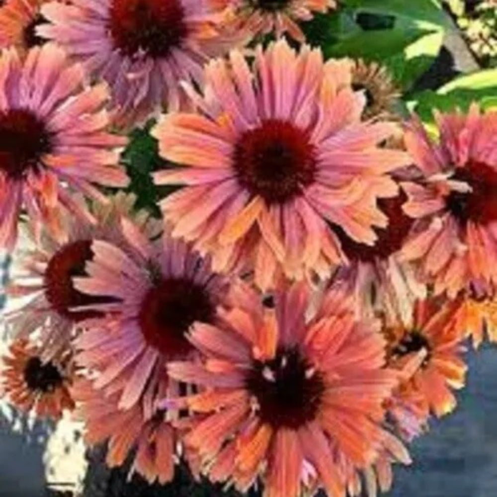 50 Fresco Apricot Coneflower Echinacea Flowers Flower Perennial Seeds | www.seedsplantworld.com