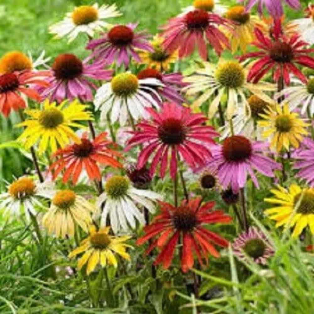 50 Goldstrum Punc Coneflower Echinacea Flowers Flower Perennial Seeds | www.seedsplantworld.com