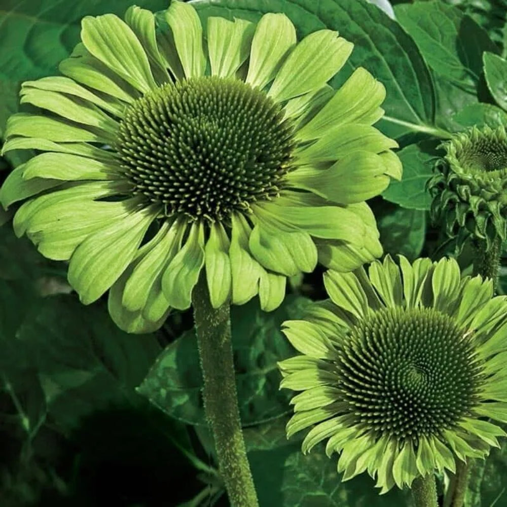 50 Green Jewel Coneflower Echinacea Flowers Flower Perennial Seeds | www.seedsplantworld.com