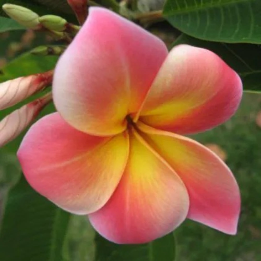 5 Pink Yellow Plumeria Plants Flower Flowers Perennial Seeds | www.seedsplantworld.com